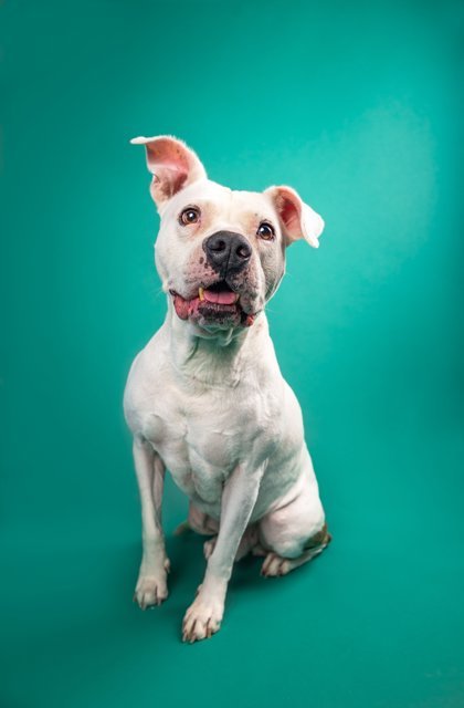 Metter, an adoptable American Bulldog, Mixed Breed in Savannah, GA, 31410 | Photo Image 2