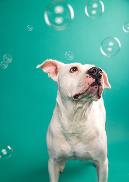 Metter, an adoptable American Bulldog Mix in Savannah, GA_image-3
