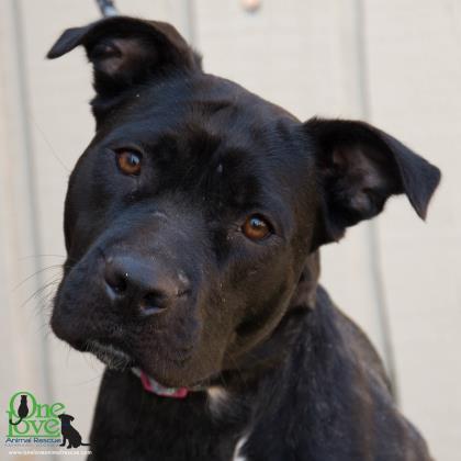 Leyla Mae, an adoptable American Bulldog Mix in Savannah, GA_image-1