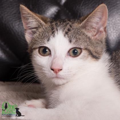 Mookie Mae, an adoptable Domestic Short Hair in Savannah, GA, 31410 | Photo Image 1