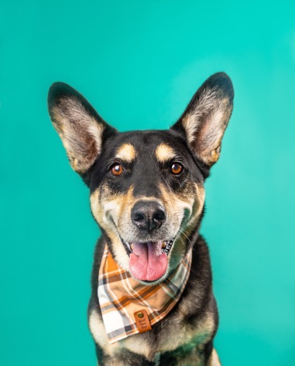 Benny Dean, an adoptable Siberian Husky, Mixed Breed in Savannah, GA, 31410 | Photo Image 1