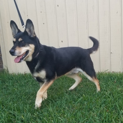 Benny Dean, an adoptable Siberian Husky, Mixed Breed in Savannah, GA, 31410 | Photo Image 2