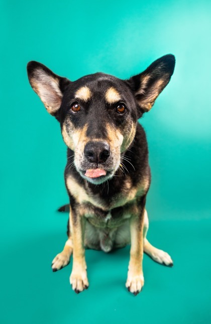 Benny Dean, an adoptable Siberian Husky, Mixed Breed in Savannah, GA, 31410 | Photo Image 3