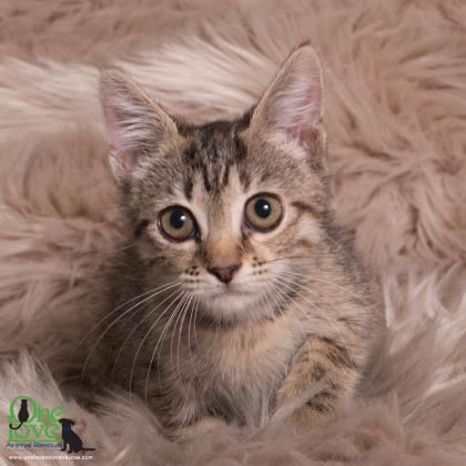 Marie, an adoptable Domestic Short Hair in Savannah, GA, 31410 | Photo Image 1