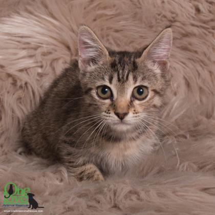 Marie, an adoptable Domestic Short Hair in Savannah, GA, 31410 | Photo Image 2