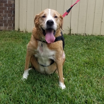 Sir Chase, an adoptable Retriever, Mixed Breed in Savannah, GA, 31410 | Photo Image 1