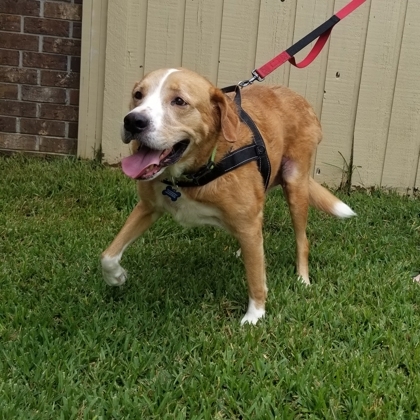 Sir Chase, an adoptable Retriever, Mixed Breed in Savannah, GA, 31410 | Photo Image 2