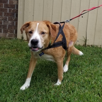 Sir Chase, an adoptable Retriever, Mixed Breed in Savannah, GA, 31410 | Photo Image 3