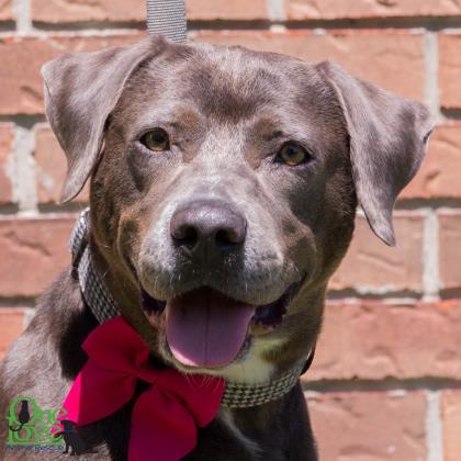 Cybil, an adoptable American Bulldog, Retriever in Savannah, GA, 31410 | Photo Image 1