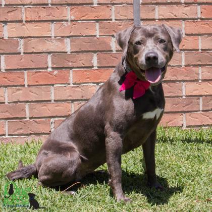 Cybil, an adoptable American Bulldog, Retriever in Savannah, GA, 31410 | Photo Image 2