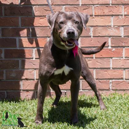 Cybil, an adoptable American Bulldog, Retriever in Savannah, GA, 31410 | Photo Image 3