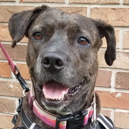 Olivia Jane, an adoptable American Bulldog, Mixed Breed in Savannah, GA, 31410 | Photo Image 1