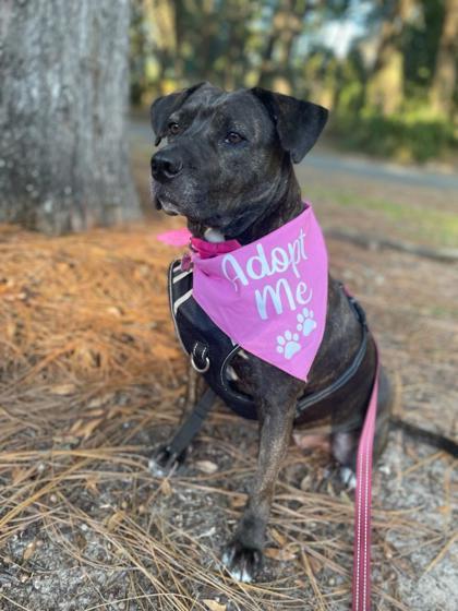 Olivia Jane, an adoptable American Bulldog, Mixed Breed in Savannah, GA, 31410 | Photo Image 2