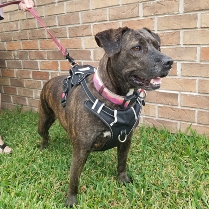 Olivia Jane, an adoptable American Bulldog, Mixed Breed in Savannah, GA, 31410 | Photo Image 3