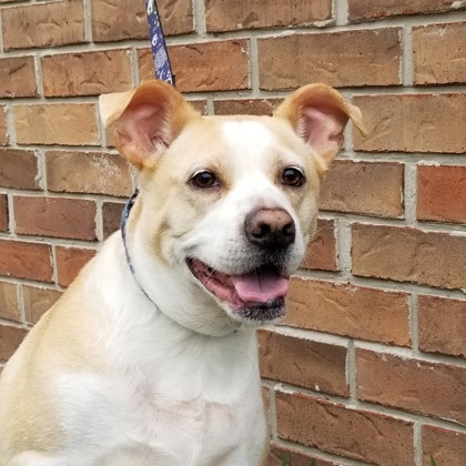 Sullivan, an adoptable Retriever, Mixed Breed in Savannah, GA, 31410 | Photo Image 1