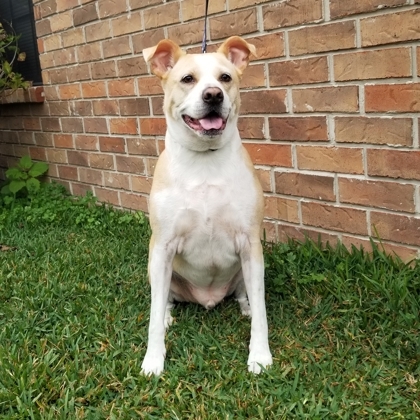 Sullivan, an adoptable Retriever, Mixed Breed in Savannah, GA, 31410 | Photo Image 2