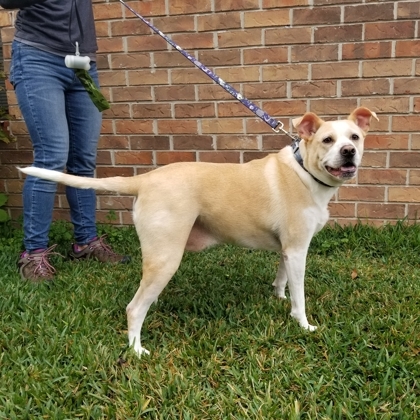 Sullivan, an adoptable Retriever, Mixed Breed in Savannah, GA, 31410 | Photo Image 3