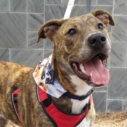 Tonks, an adoptable Boxer, Mixed Breed in Savannah, GA, 31410 | Photo Image 1