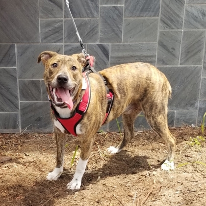 Tonks, an adoptable Boxer, Mixed Breed in Savannah, GA, 31410 | Photo Image 2