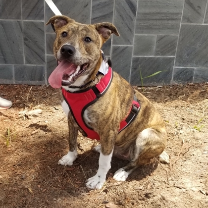 Tonks, an adoptable Boxer, Mixed Breed in Savannah, GA, 31410 | Photo Image 3