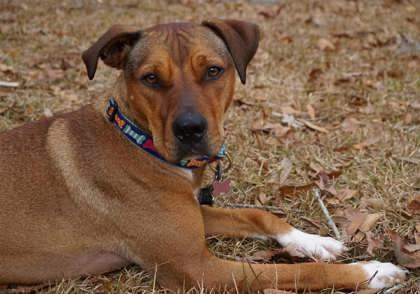 Kelsea, an adoptable Mixed Breed in Savannah, GA, 31410 | Photo Image 1