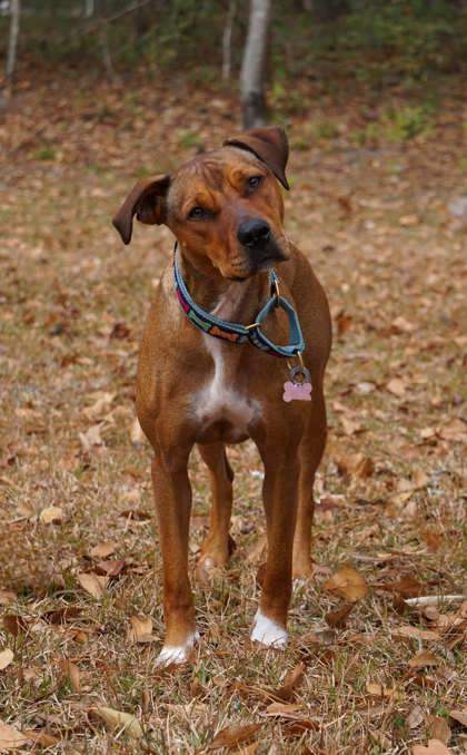 Kelsea, an adoptable Mixed Breed in Savannah, GA, 31410 | Photo Image 2