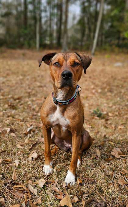 Kelsea, an adoptable Mixed Breed in Savannah, GA, 31410 | Photo Image 3