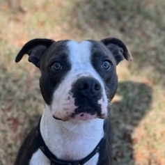 Blue, an adoptable American Bulldog, Mixed Breed in Savannah, GA, 31410 | Photo Image 1