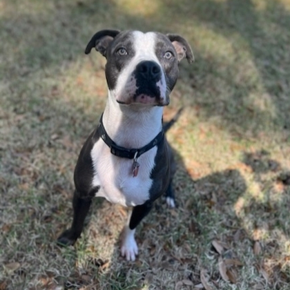 Blue, an adoptable American Bulldog, Mixed Breed in Savannah, GA, 31410 | Photo Image 2