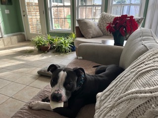 Blue, an adoptable American Bulldog, Mixed Breed in Savannah, GA, 31410 | Photo Image 3