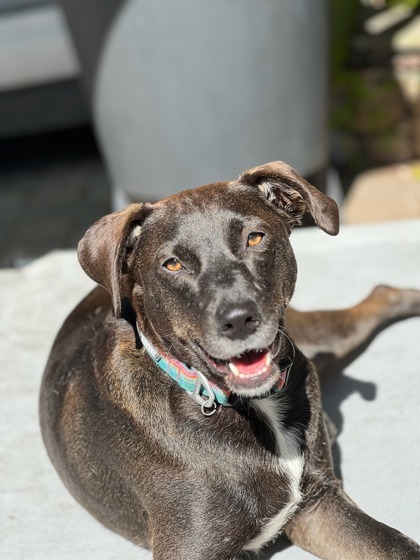 Issey, an adoptable Mixed Breed in Savannah, GA, 31410 | Photo Image 1