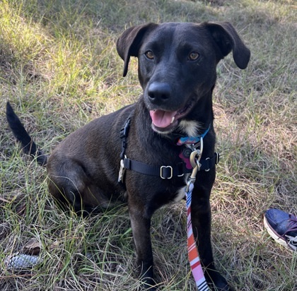 Issey, an adoptable Mixed Breed in Savannah, GA, 31410 | Photo Image 2