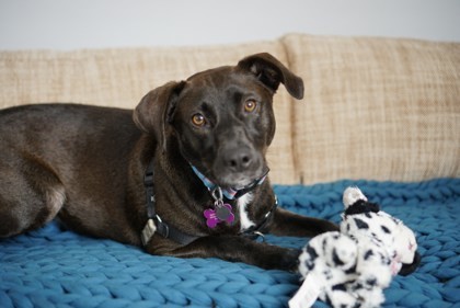 Issey, an adoptable Mixed Breed in Savannah, GA, 31410 | Photo Image 3