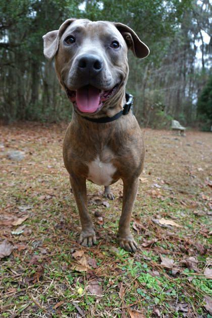 Tora, an adoptable Labrador Retriever, Mixed Breed in Savannah, GA, 31410 | Photo Image 1