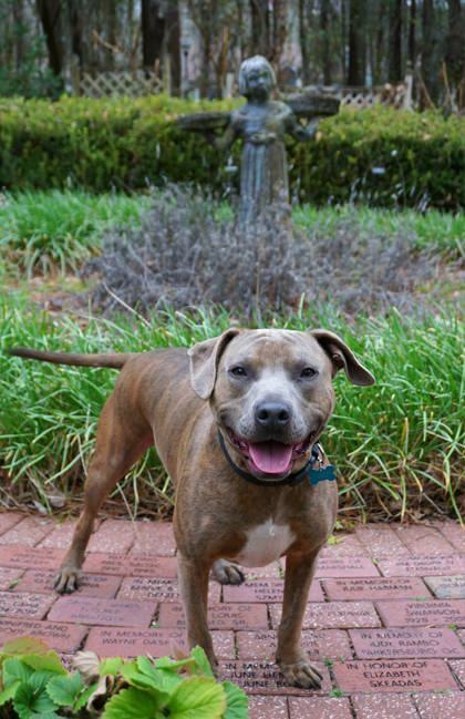 Tora, an adoptable Labrador Retriever, Mixed Breed in Savannah, GA, 31410 | Photo Image 2