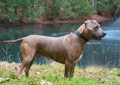 Tora, an adoptable Labrador Retriever, Mixed Breed in Savannah, GA, 31410 | Photo Image 3
