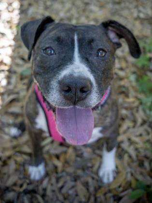 Zara, an adoptable American Bulldog, Mixed Breed in Savannah, GA, 31410 | Photo Image 1