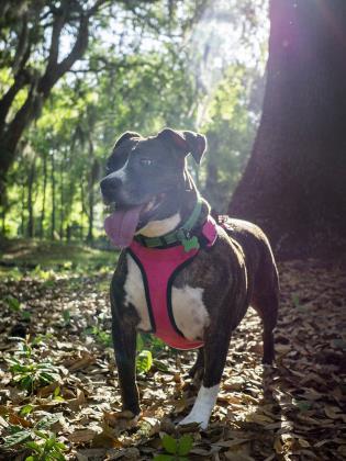 Zara, an adoptable American Bulldog, Mixed Breed in Savannah, GA, 31410 | Photo Image 2