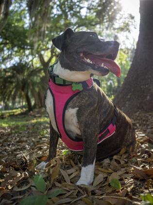 Zara, an adoptable American Bulldog, Mixed Breed in Savannah, GA, 31410 | Photo Image 3