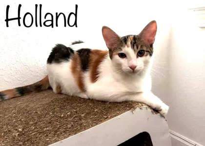 Holland, an adoptable Domestic Short Hair in Savannah, GA, 31410 | Photo Image 1