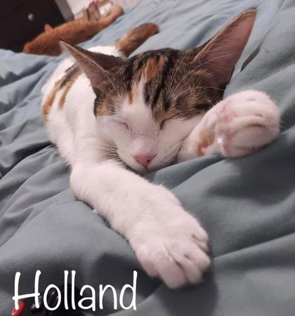 Holland, an adoptable Domestic Short Hair in Savannah, GA, 31410 | Photo Image 3