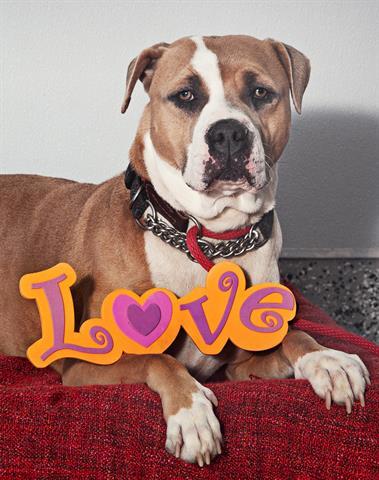 DAISY, an adoptable American Bulldog, Mastiff in Vaughan, ON, L6A 1T1 | Photo Image 1