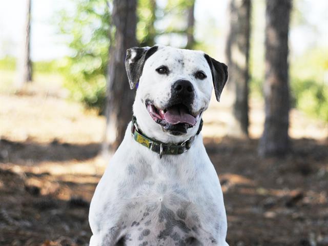 PONGO, an adoptable American Bulldog in Tavares, FL, 32778 | Photo Image 1