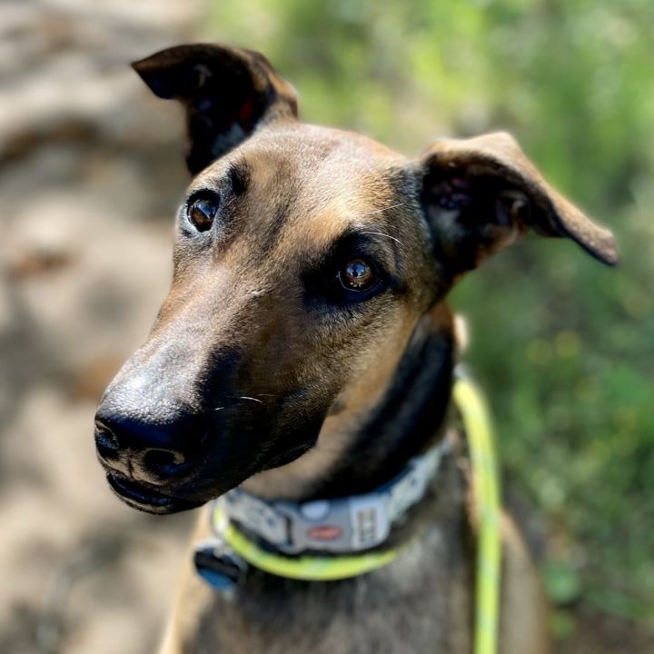 Greyhound shepherd mix sales puppies