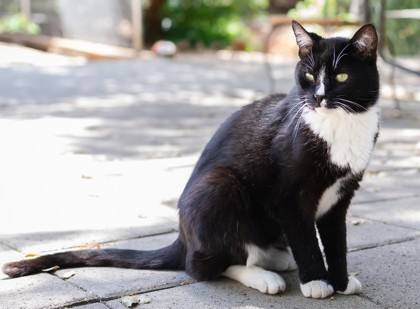 Boots, an adoptable Domestic Short Hair in El Dorado Hills, CA, 95762 | Photo Image 1