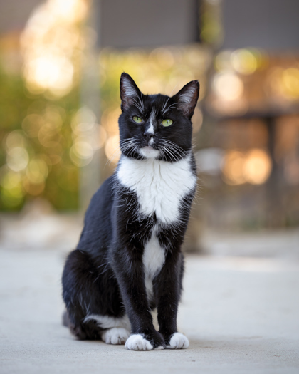 Boots, an adoptable Domestic Short Hair in El Dorado Hills, CA, 95762 | Photo Image 1