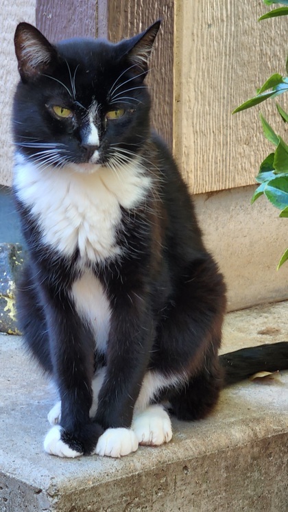 Boots, an adoptable Domestic Short Hair in El Dorado Hills, CA, 95762 | Photo Image 2