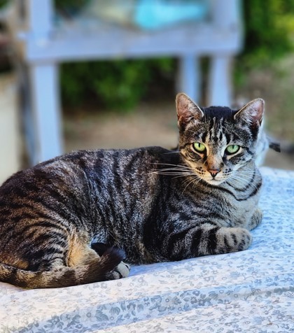 Nora, an adoptable Domestic Short Hair in El Dorado Hills, CA, 95762 | Photo Image 1