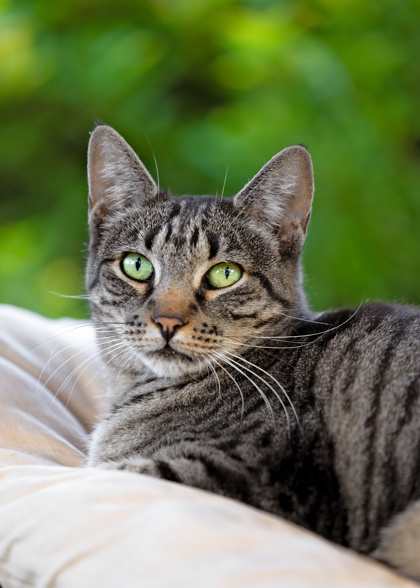 Nora, an adoptable Domestic Short Hair in El Dorado Hills, CA, 95762 | Photo Image 1