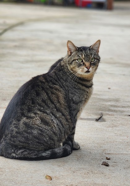 Chip, an adoptable Domestic Short Hair in El Dorado Hills, CA, 95762 | Photo Image 3